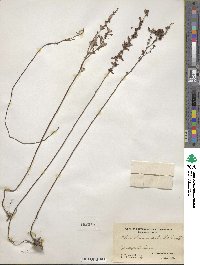 Crocanthemum bicknellii image