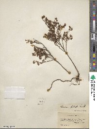 Crocanthemum bicknellii image