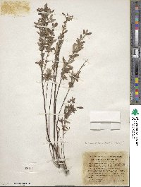 Crocanthemum bicknellii image