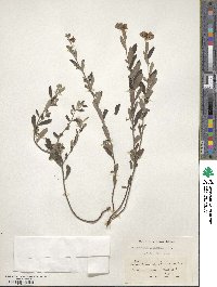 Crocanthemum bicknellii image