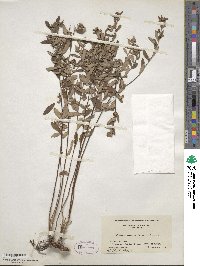 Crocanthemum bicknellii image