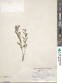 Crocanthemum bicknellii image