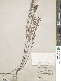 Crocanthemum bicknellii image