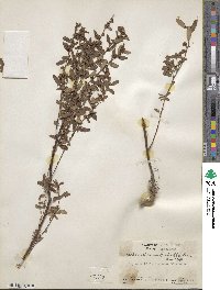 Crocanthemum bicknellii image