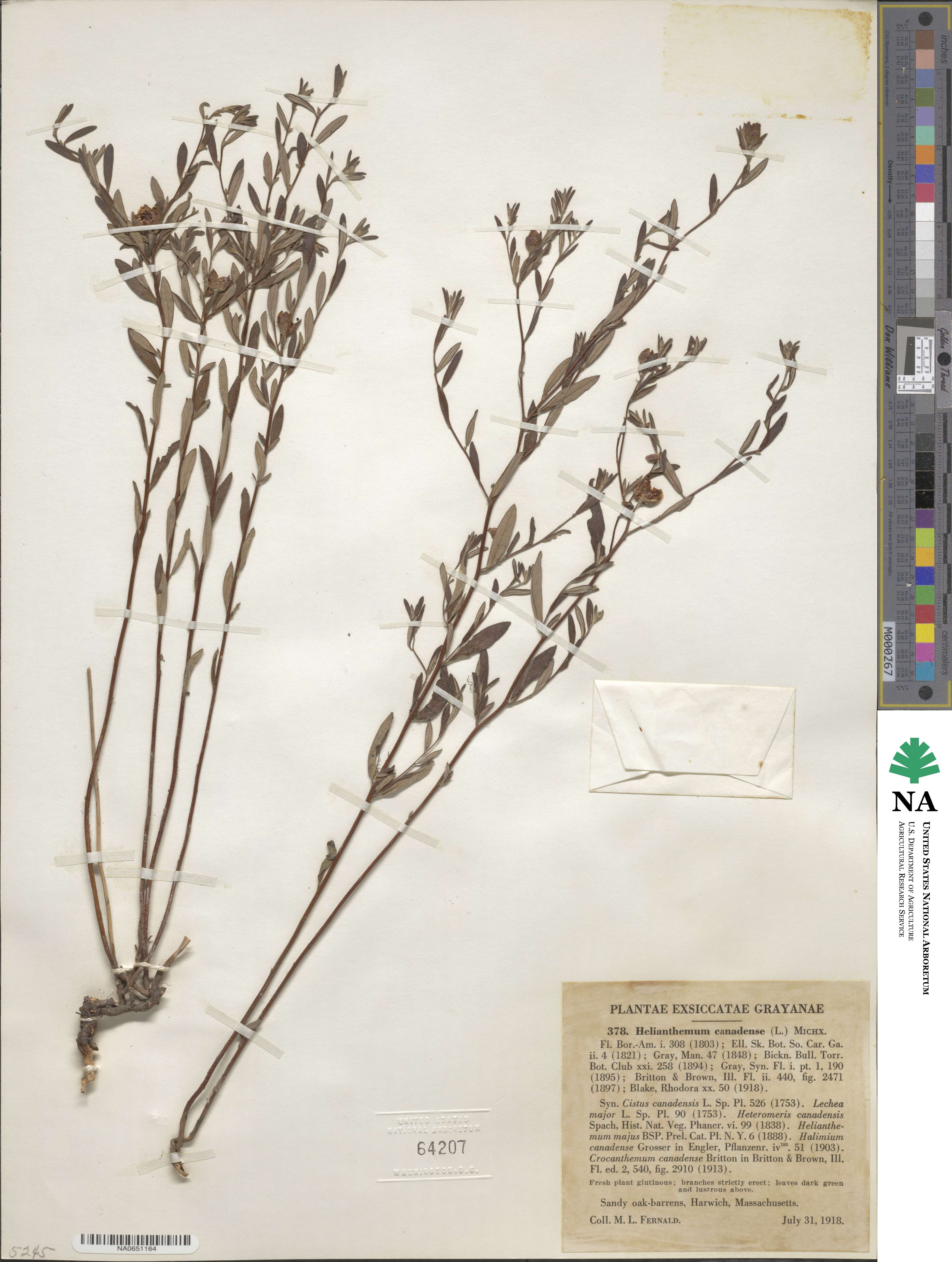 Crocanthemum canadense image