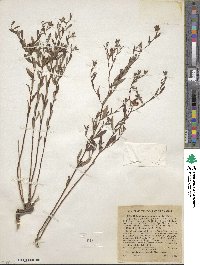 Crocanthemum canadense image