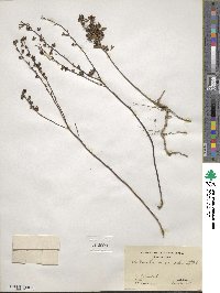 Crocanthemum canadense image