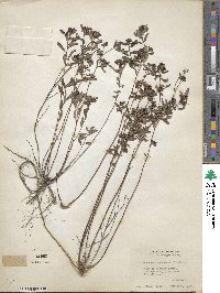 Crocanthemum canadense image