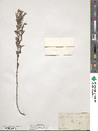 Crocanthemum canadense image