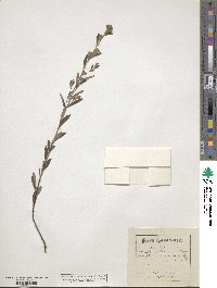 Crocanthemum canadense image