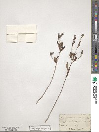 Crocanthemum canadense image