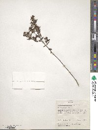 Crocanthemum canadense image