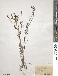 Crocanthemum canadense image