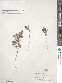 Crocanthemum canadense image