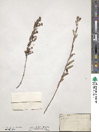 Crocanthemum canadense image