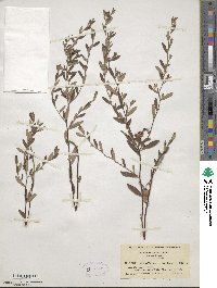 Crocanthemum canadense image