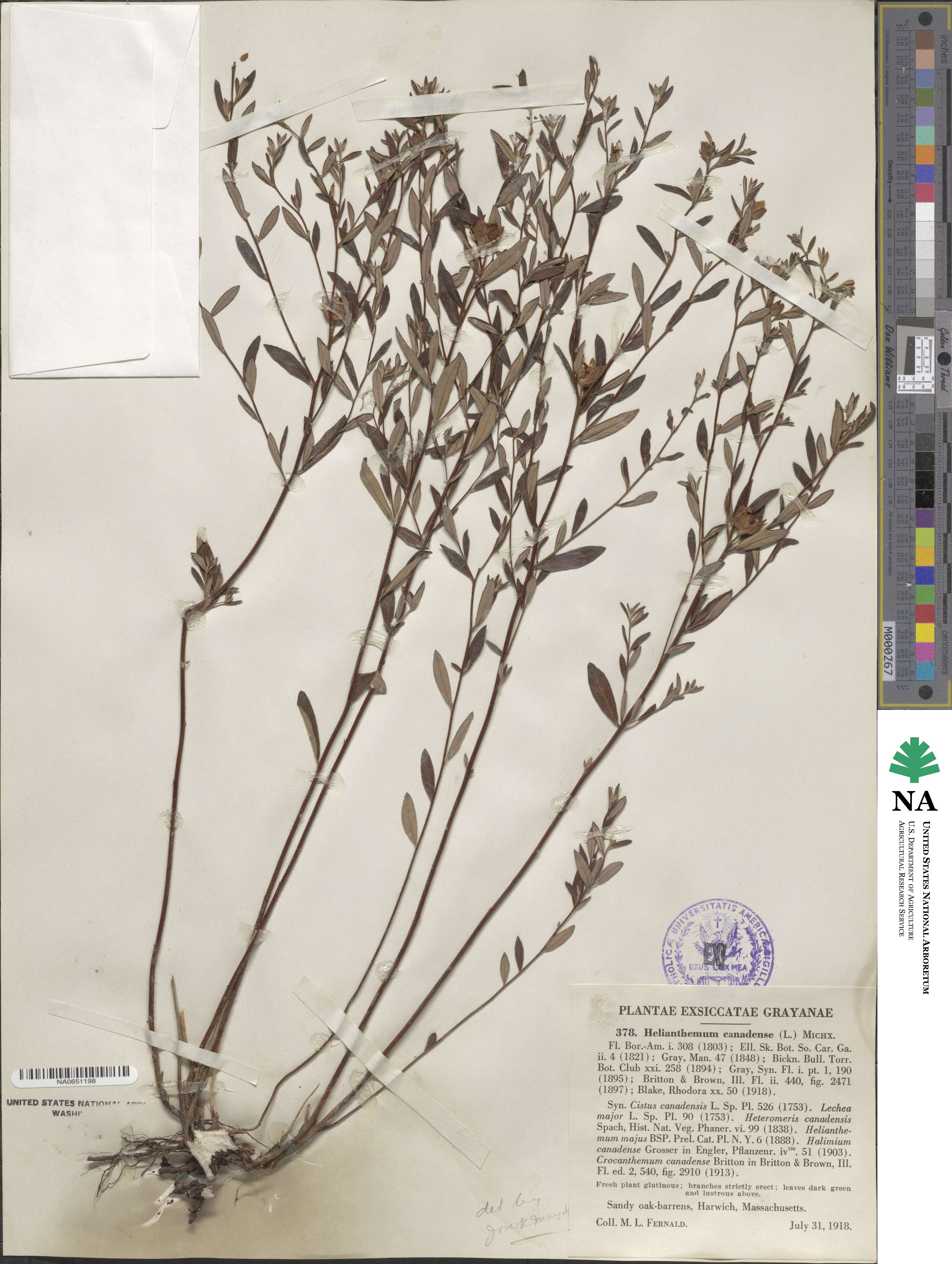 Crocanthemum canadense image