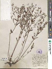 Crocanthemum canadense image