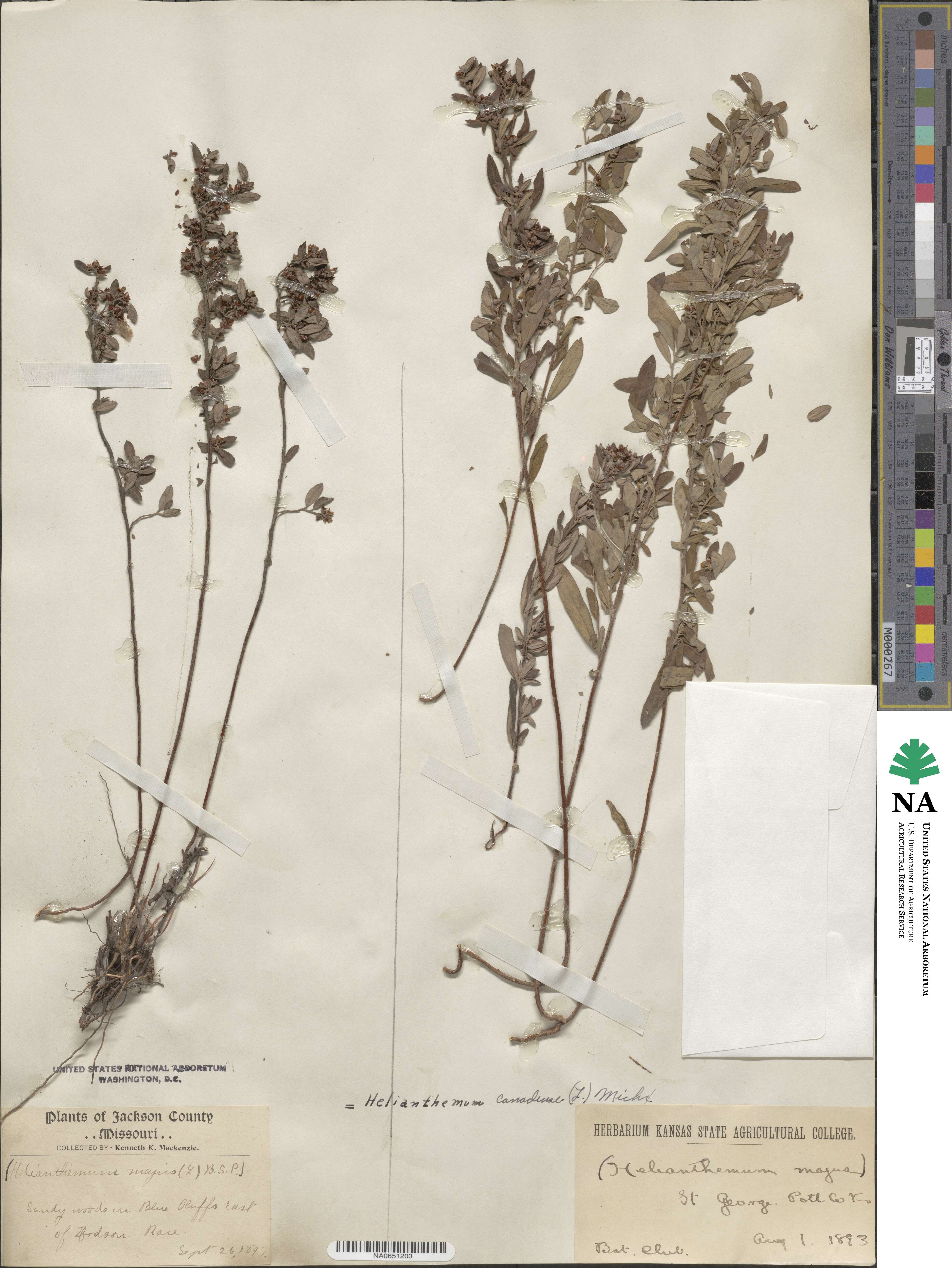 Crocanthemum canadense image