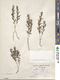 Crocanthemum canadense image