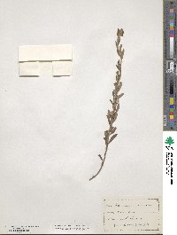 Crocanthemum canadense image