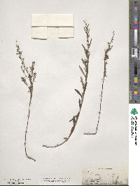 Crocanthemum rosmarinifolium image