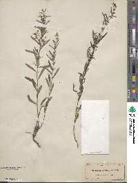 Crocanthemum rosmarinifolium image