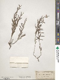 Crocanthemum rosmarinifolium image