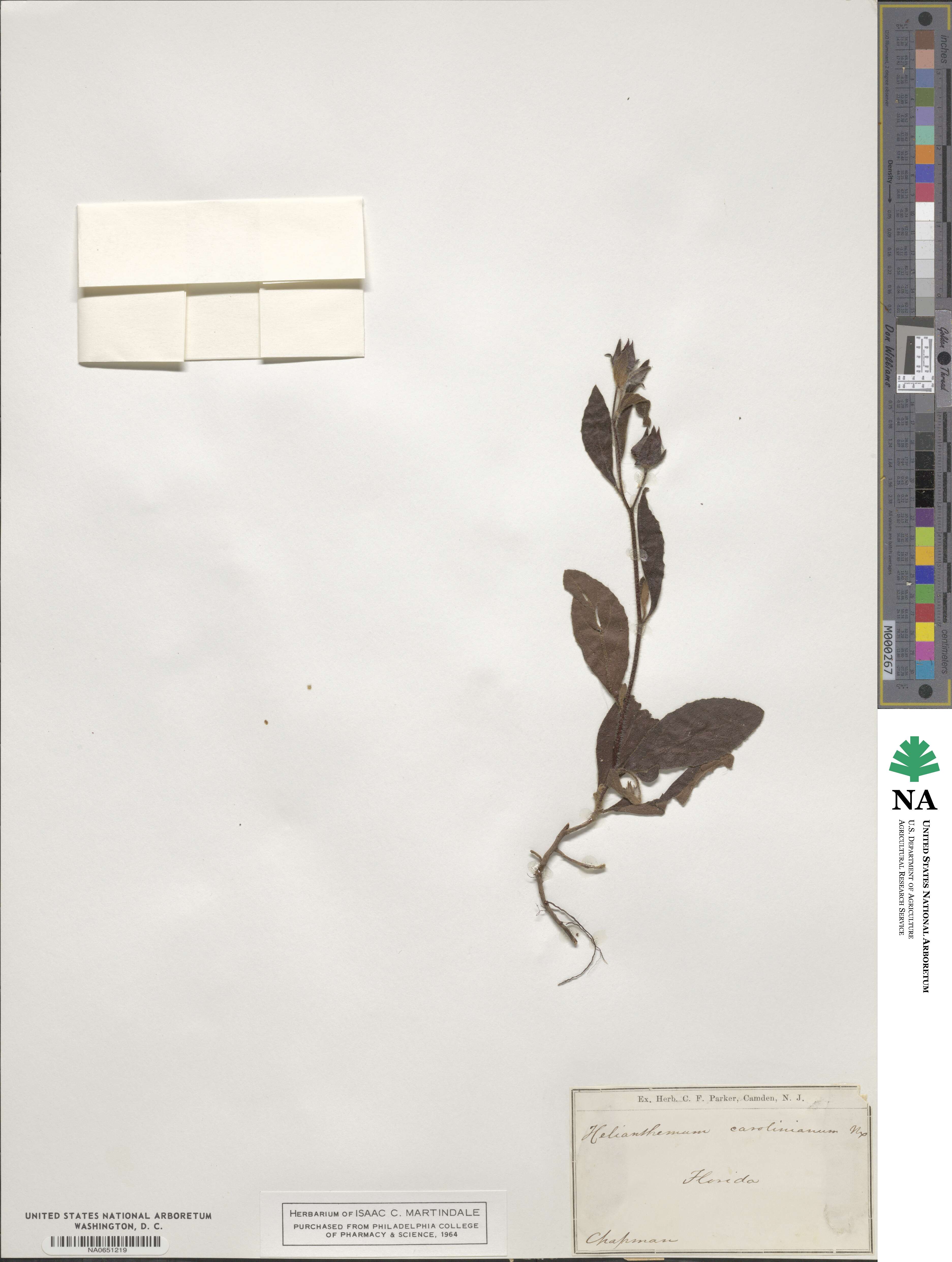 Crocanthemum carolinianum image