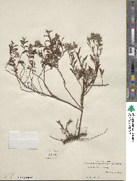 Crocanthemum corymbosum image