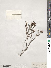 Crocanthemum corymbosum image