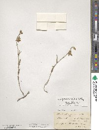 Helianthemum apenninum image