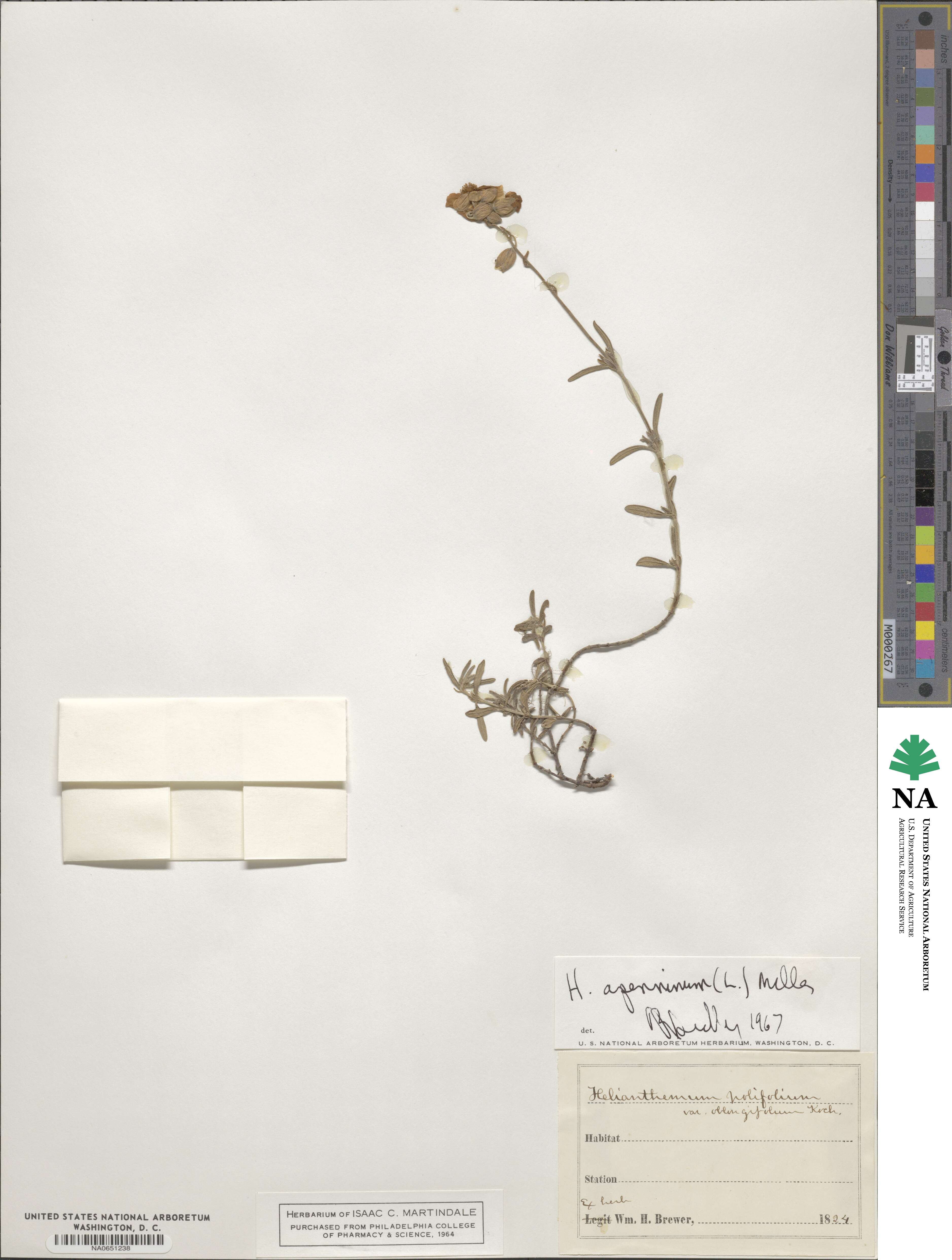 Helianthemum apenninum image