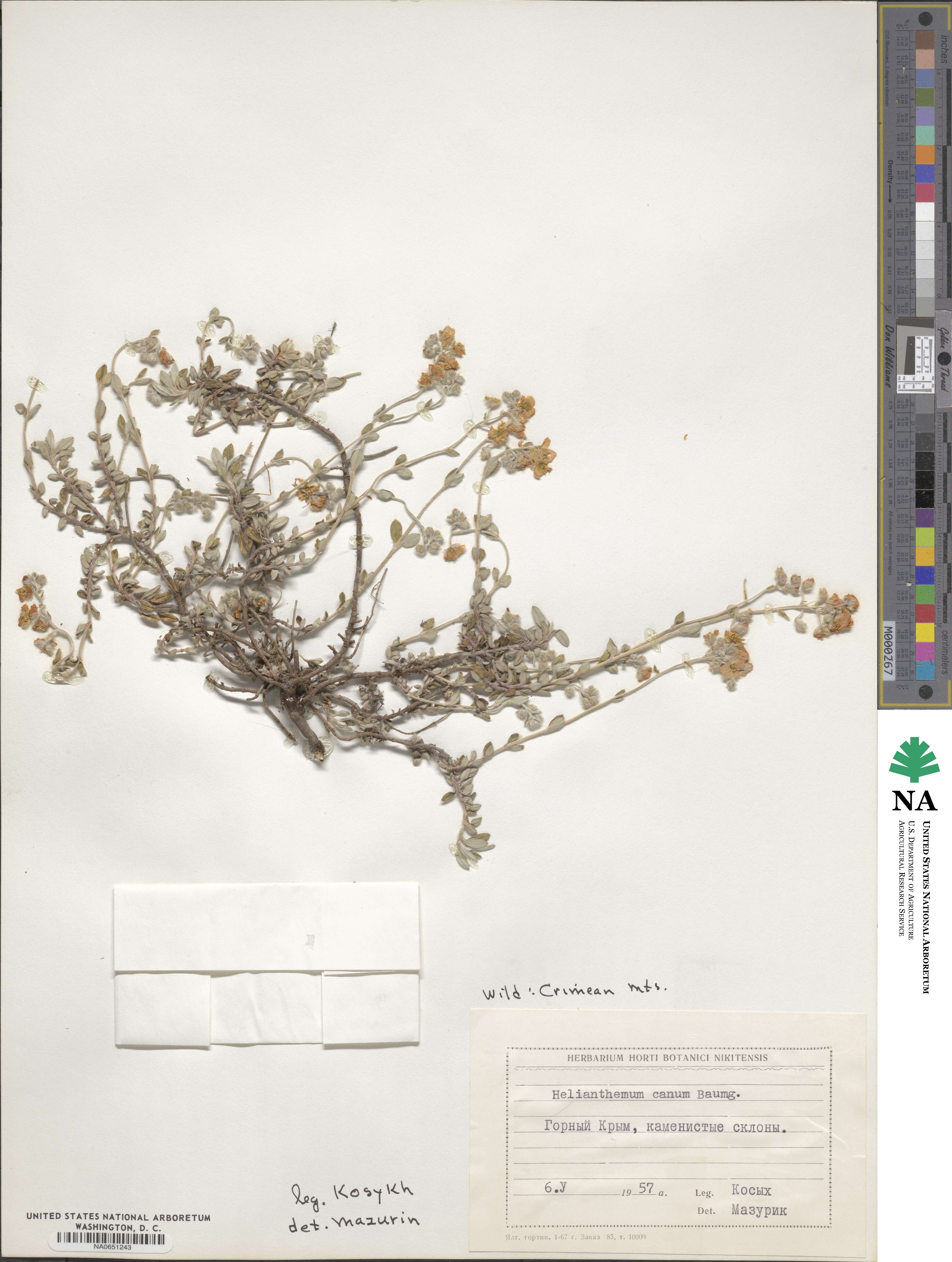 Helianthemum canum image