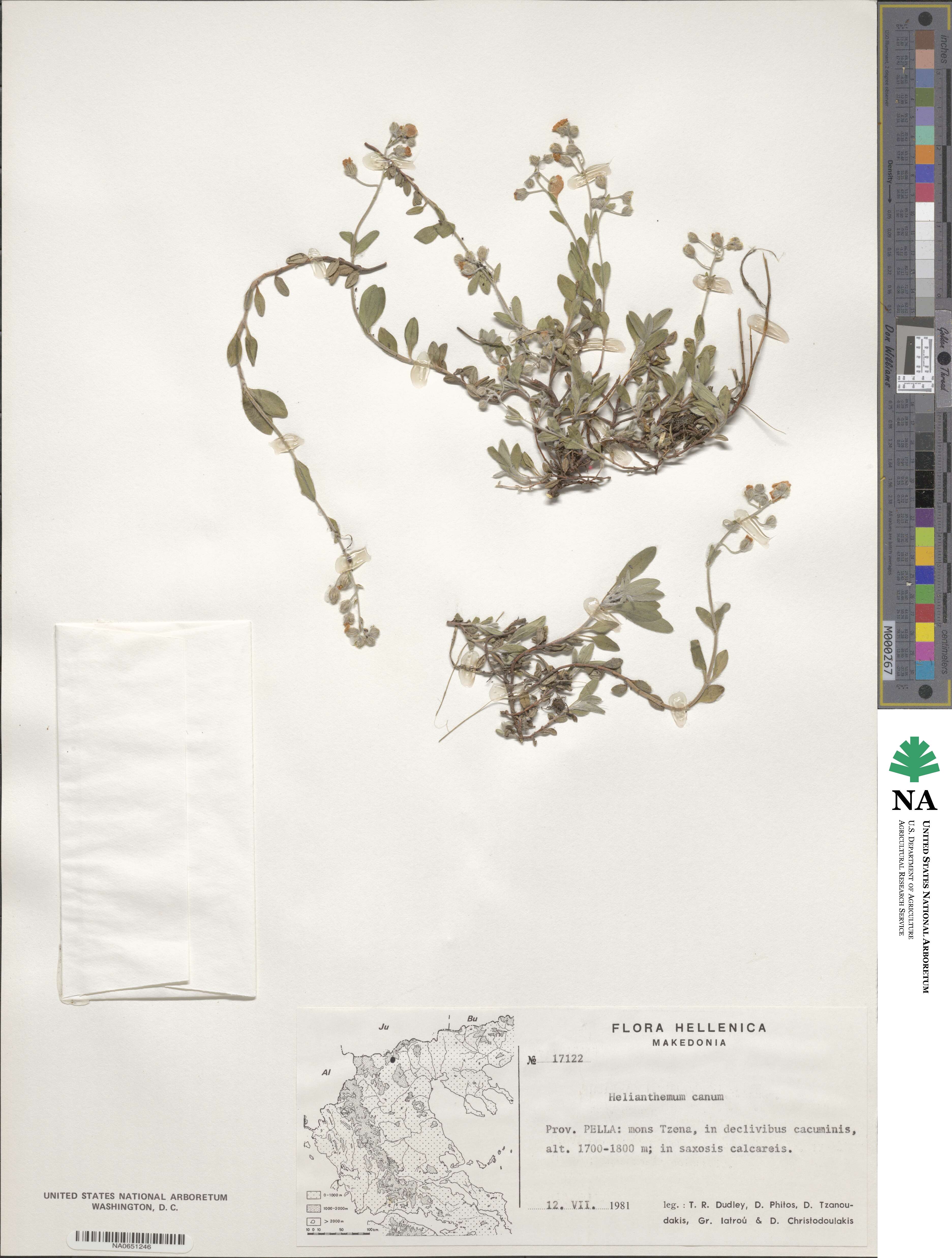 Helianthemum canum image