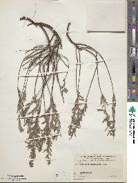 Image of Crocanthemum nashii