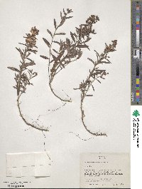 Crocanthemum nashii image