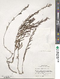 Helianthemum nummularium subsp. obscurum image