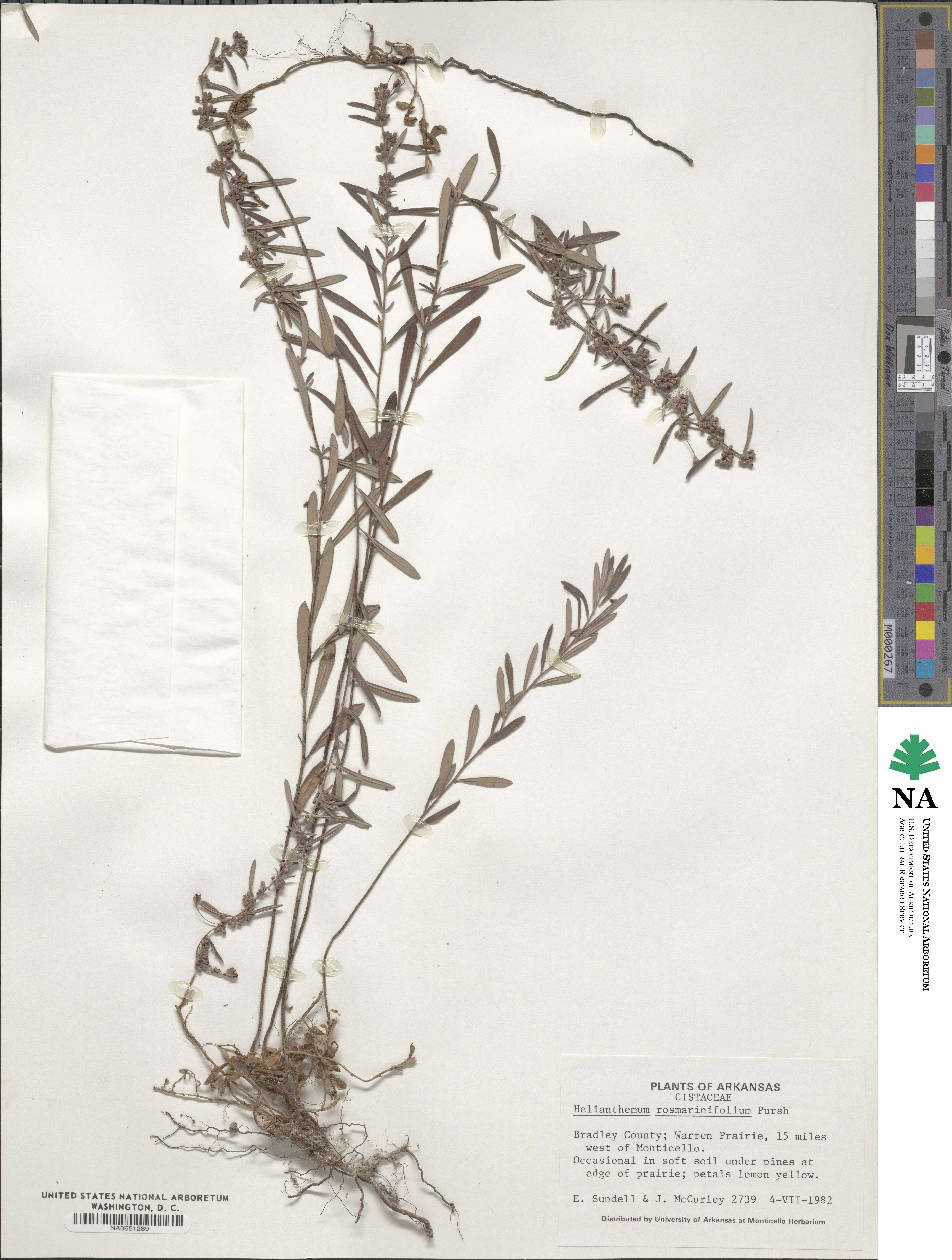 Helianthemum nummularium subsp. obscurum image
