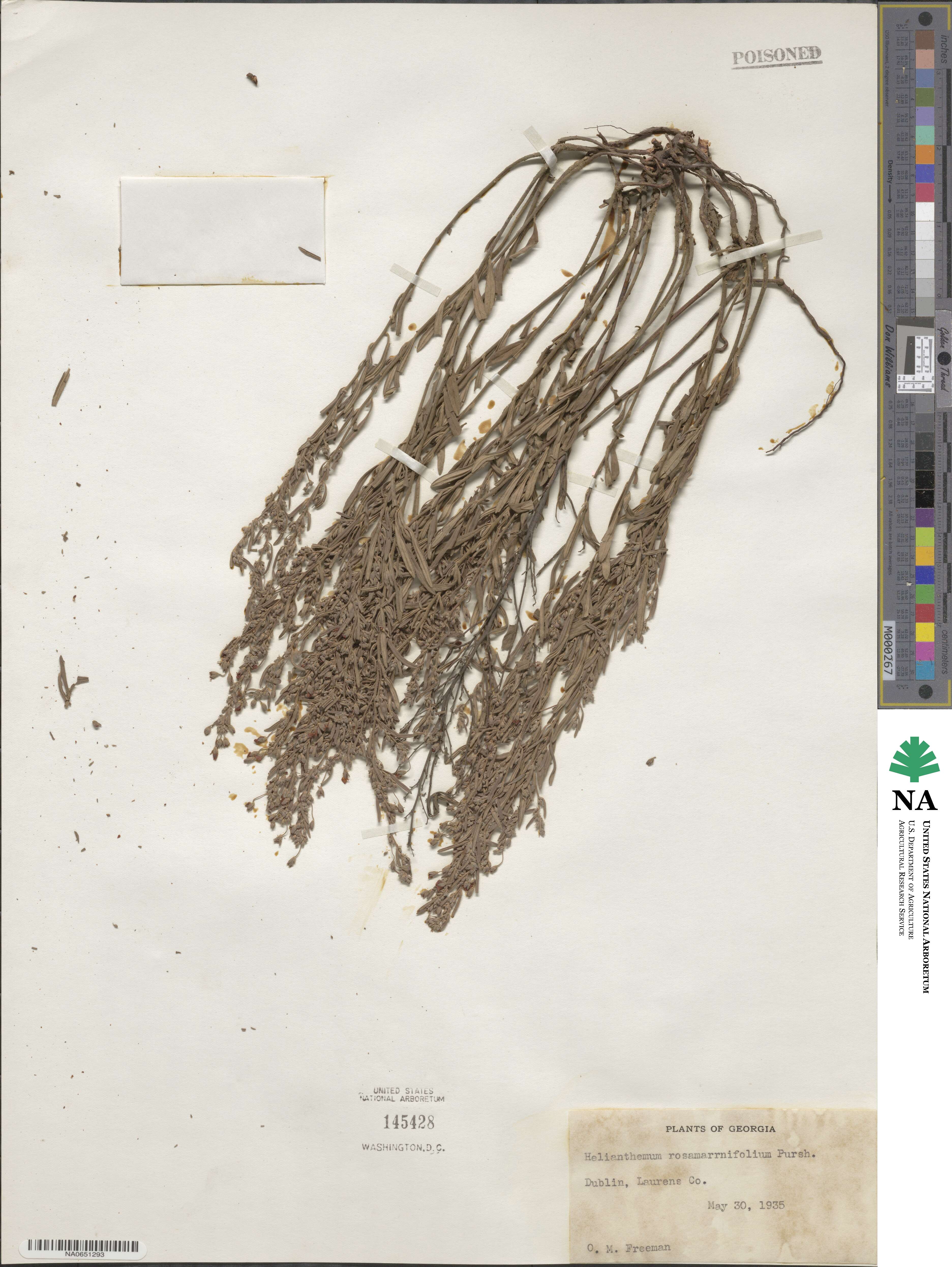 Helianthemum nummularium subsp. obscurum image
