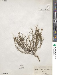 Crocanthemum scoparium image