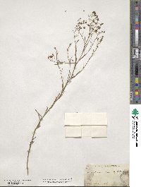 Crocanthemum scoparium image