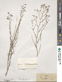 Crocanthemum scoparium image