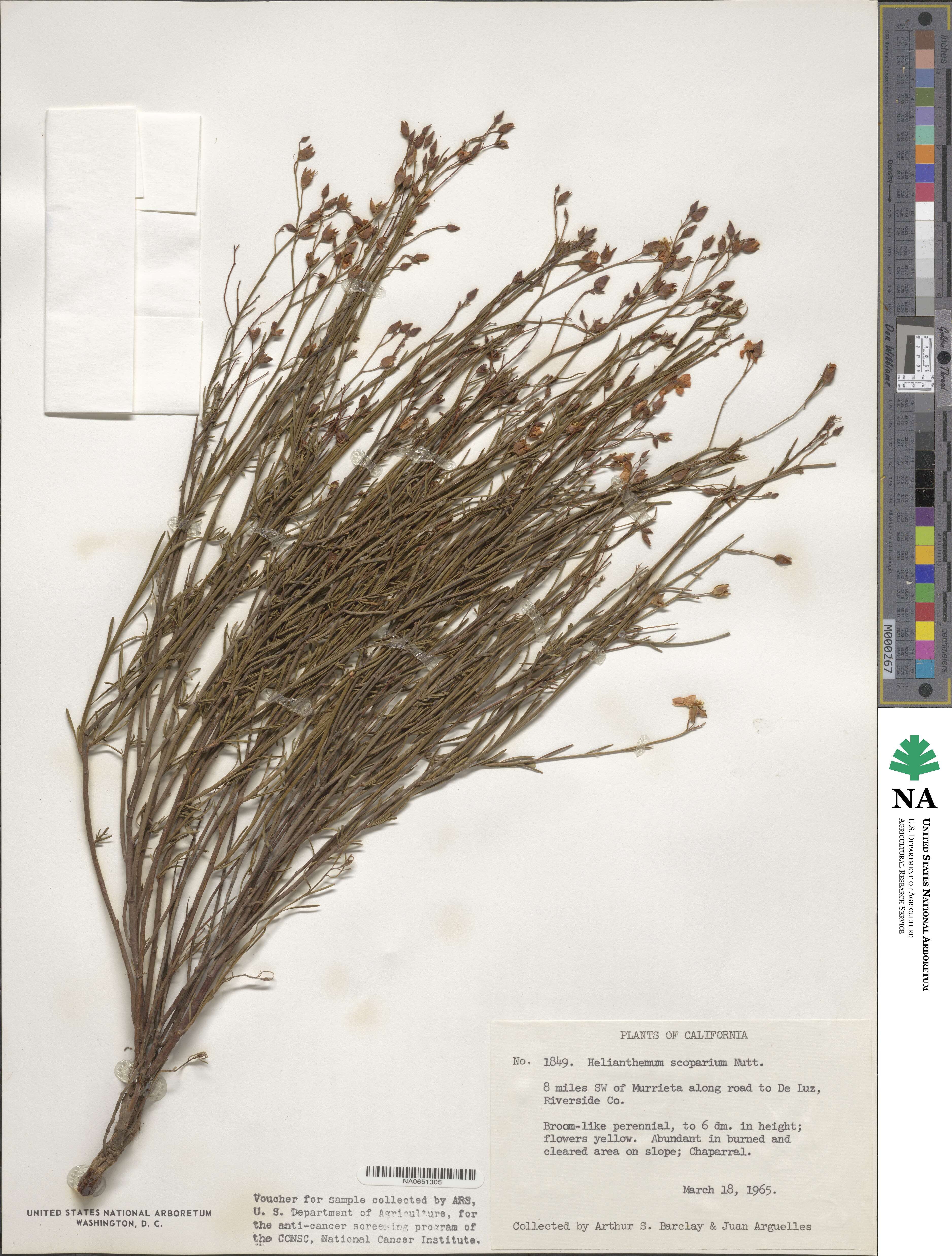 Crocanthemum image