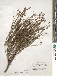 Crocanthemum scoparium image