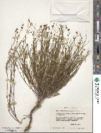 Crocanthemum scoparium image