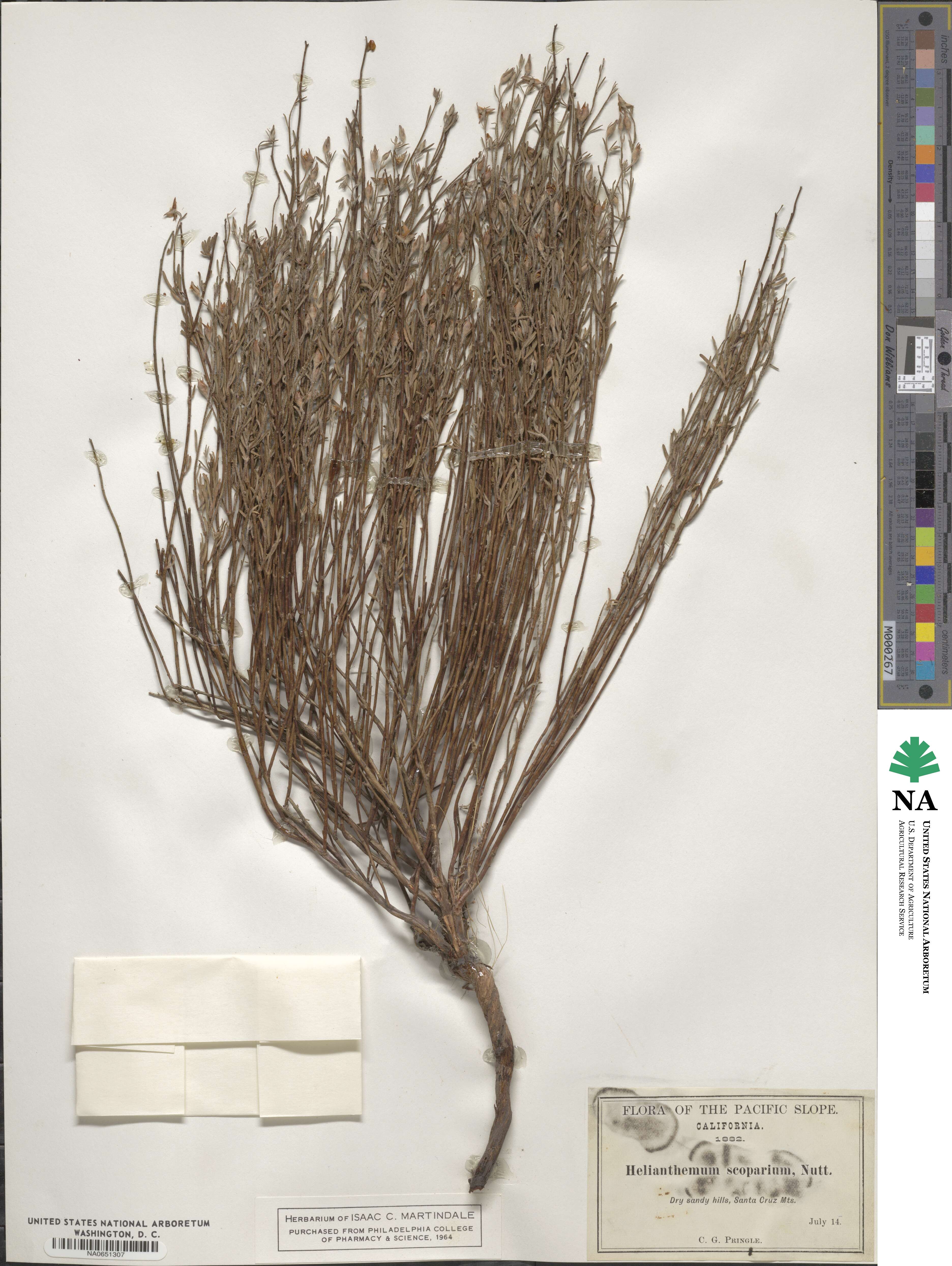 Crocanthemum scoparium image