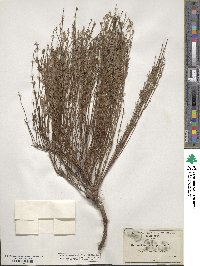 Crocanthemum scoparium image