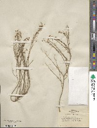 Crocanthemum scoparium image