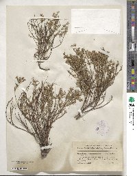 Crocanthemum scoparium image